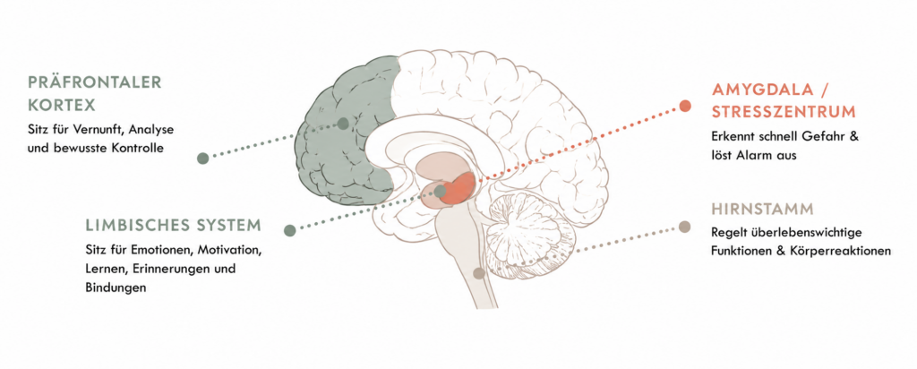 Amygdala - Schema des Gehirns. Dieses Bild wurde durch generative KI erstellt.
