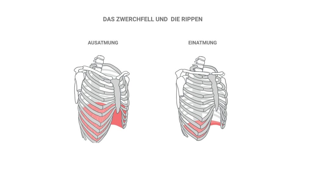 Rippenbewegung und Weitung des Brustkorbs bei Ein- und Ausatmung
